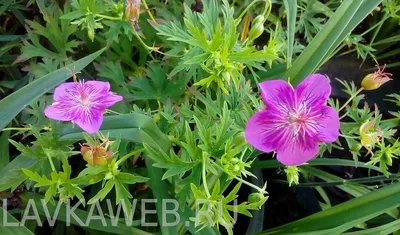 Герань луговая (Geranium pratense) - Герань великолепная - Герань -  Многолетние цветы - Библиотека - LESKOVO-PITOMNIK.ru