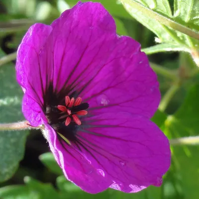 Герань (пеларгония садовая) генетически компактная (Pelargonium x hortorum)