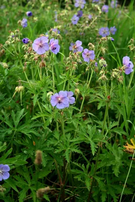 Герань садовая \"Балерина\", Geranium cinereum \"Ballerina\"