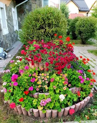 Красавица пеларгония-украшение вашей клумбы Герань в саду - YouTube
