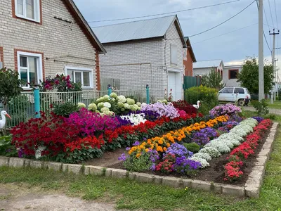 Пеларгонии на клумбе | Герань (Pelargonium)