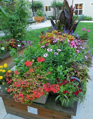 Пеларгонии (Герань) Цветущий сад ЦСПС Пеларгония ЗОНАЛЬНАЯ - купить по  выгодным ценам в интернет-магазине OZON (437654602)