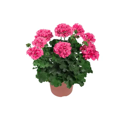 regal-pelargonium-elegance-sunrise- | Растения, Герань, Клумбы