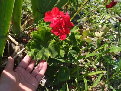 красные герани в цветочных горшках снаружи Стоковое Фото - изображение  насчитывающей декоративно, никто: 220328494