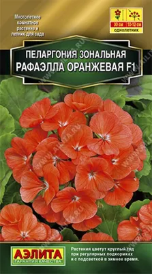 Пеларгония-Герань Зональная 12 см | доставка по Москве и области