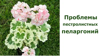 Герань (пеларгония): уход в домашних условиях, фото, виды, сорта,  пересадка, болезни и вредители цветка