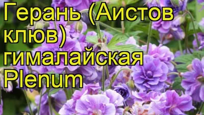 Герань гималайская Пленум. Краткий обзор, описание характеристик geranium  himalayense Plenum - YouTube