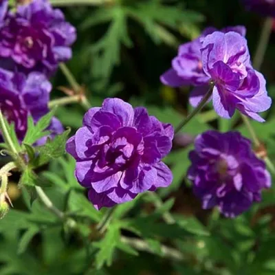 Герань луговая Пленум Виолацеум с доставкой! 🌱 [Р690862]