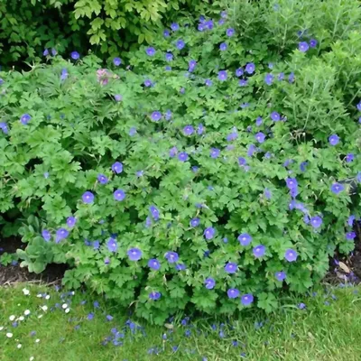 Герань гималайская \"Бэби Блю\" (Geranium himalayense \"Baby Blue\") - Питомник  и Садовый центр Русские Деревья