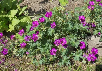 Герань Власова (Geranium wlassovianum): купить саженцы в Екатеринбурге в  питомнике по цене 390.00 Р