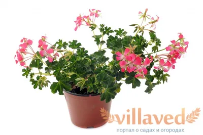 Герань (пеларгония) плющелистная | Герань (Pelargonium)
