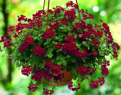 Пеларгония плющелистная (Герань) (Pelargonium peltatum) в кашпо d-23 см,  каталог, цены, фото - купить в Москве
