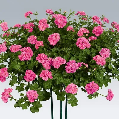 Пеларгония плющелистная (Герань) (Pelargonium peltatum) в кашпо — Рассада  цветов и овощей.