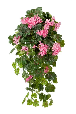 герань ампельная угловая (розовая) 60см (Р034)