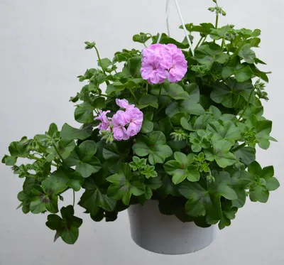 Пеларгония – Pelargonium