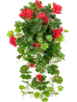 КАТАЛОГ ПЛЮЩЕЛИСТНЫХ ПЕЛАРГОНИЙ