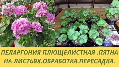 Пеларгония плющелистная 21х30 см по цене 630 ₽/шт. купить в Саранске в  интернет-магазине Леруа Мерлен