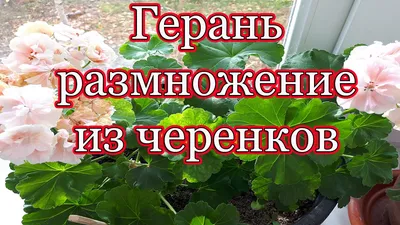 Как размножить пеларгонию черенками – пошаговый мастер-класс с фото | В  цветнике (Огород.ru)