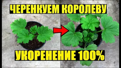 Как сохранить королевские пеларгонии до следующего сезона? — интернет  магазин товаров для сада и огорода Лето 🌿