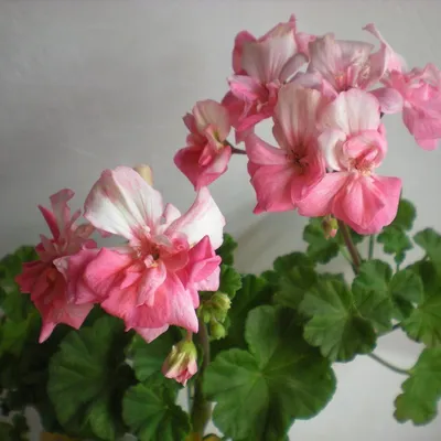 Герань (пеларгония) - «Выращиваю герань для лечения бессонницы. Бабушкины  цветы оказались лучшими. Много фото и советов по выращиванию.» | отзывы