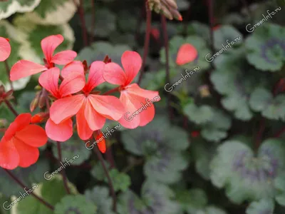 Привычная герань, экзотическая пеларгония – все это названия одного  шикарного цветка - полезные статьи о садоводстве от Agro-Market