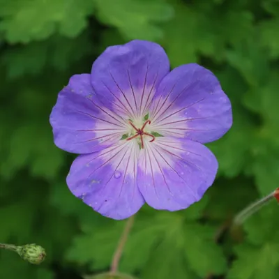 Герани : Geranium-Герань Rozanne