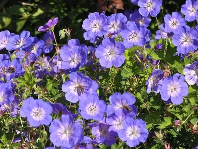 Герань гибридная \"Розанна\" (Geranium hibridum \"Rozanne\") - Питомник и  Садовый центр Русские Деревья