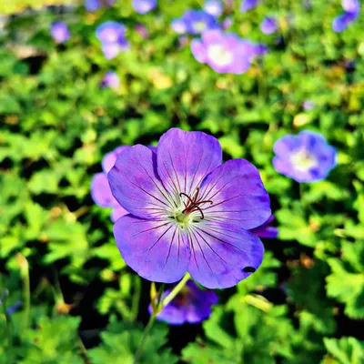 Герань 'Rozanne' (Geranium 'Rozanne')