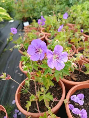 Geranium 'Rozanne' - Герань 'Розанна' - Питомник растений Спб