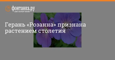 Герань гибридная 'Rosanna' (Geranium hybrida 'Rosanna') - Северная Флора