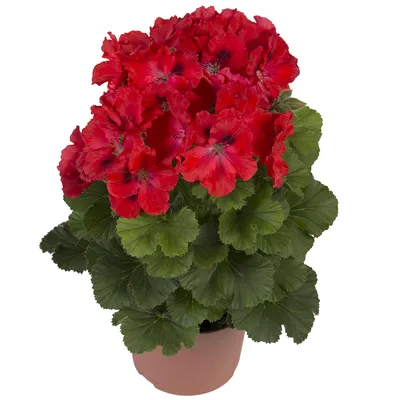 Герань Розанна Geranium Rozanne