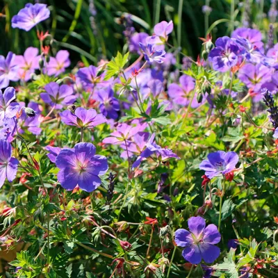 Bushes Geranium Hybride Rozanne 3D model・Download 3D models