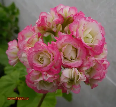 Appleblossom Rosebud