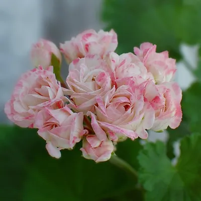 Пеларгония Denise (Sutarve), розочки держит даже в жару. | Герань,  Растения, Цветы