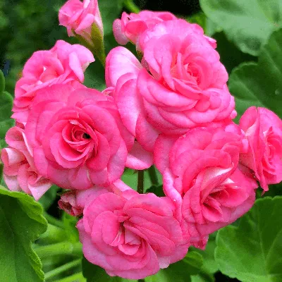Geranium rose (Герань и роза) отдушка (Франция) купить по цене от 180 руб.  рублей в Санкт-Петербурге в интернет-магазине «Лавка парфюмера»