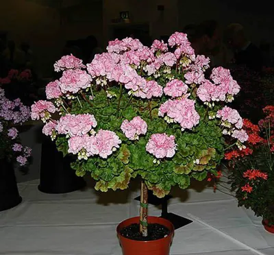 Герань или пеларгония с цветами розочками - разнообразие сортов, оттенки и  советы по уходу
