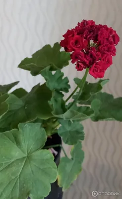 Отзыв о Пеларгония розембудная Millfield Rose | Чудесная герань с бутонами- розами
