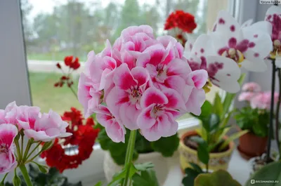 Герань (пеларгония) - «Пеларгонии в виде тюльпанов, роз и пионов. Мой  прекрасный пеларгониевый сад. » | отзывы