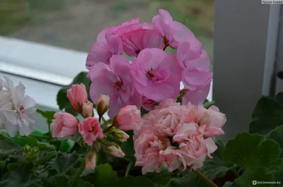 Герань (пеларгония) - «Пеларгонии в виде тюльпанов, роз и пионов. Мой  прекрасный пеларгониевый сад. » | отзывы