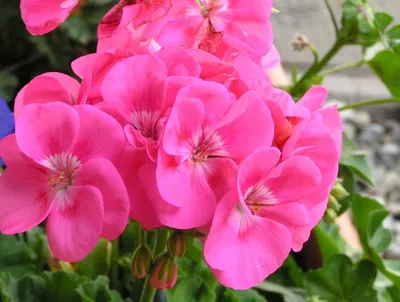 Пеларгония зональная - сорта розебудной | тюльпановидной |