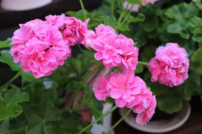 Герань розовая с темной серединкой | Герань (Pelargonium)