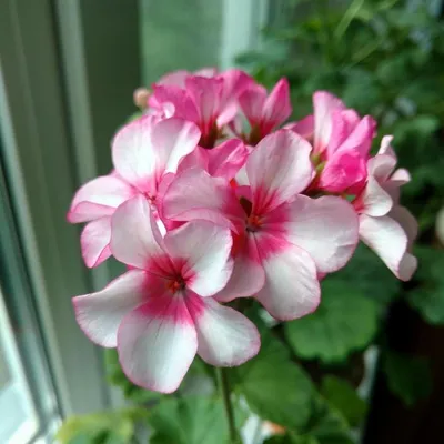 Amazon.com: Pelargonium graveolens. Преимущества и лечебные свойства: Розовая  герань, свойства и лечебные свойства (Russian Edition): 9786204388663:  Селми, Слимен, Ртиби, Каис: Libros