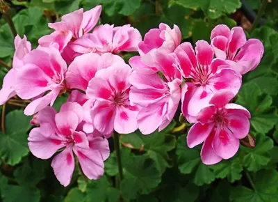 Pelargonija Roza – MiliPRO