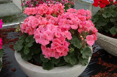 Герань (пеларгония садовая) генетически компактная (Pelargonium x hortorum)