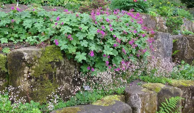 Герань садовая Беванс Вариети (Geranium macrorrhizum Bevan's Variety)  купить с доставкой по Беларуси \"BuonRoza \"