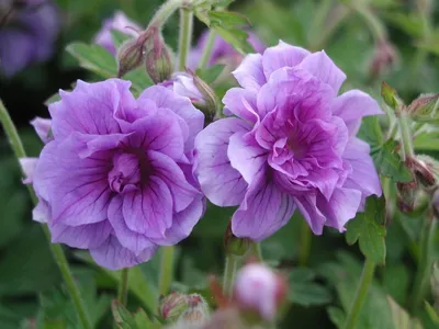 Школа Цветоводства - ГЕРАНЬ САДОВАЯ Садовые герани (Geranium) — поистине  великолепные растения. Многолетние и холодостойкие, почти не требующие  ухода после посадки, тенелюбивые и засухоустойчивые, садовые герани даже  размножаются самостоятельно ...