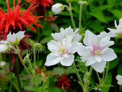Герань садовая Розанна Geranium hybride Rozanne 2-3л NEW!, цена в  Санкт-Петербурге от компании Вилла-планта (садовый центр и питомник  растений, ландшафтное бюро)