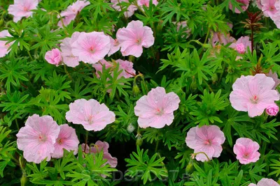 Goleva_flowers_mlt - Герань садовая – цветок, прекрасный представитель  семейства Гераниевых. Растет небольшими, пышными кустарниками, с большим  количеством ажурных листьев разного размера. Несмотря на то, что все листья  отличаются друг от друга по