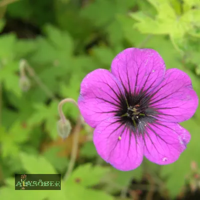 Герань (пеларгония садовая) (Pelargonium x hortorum)