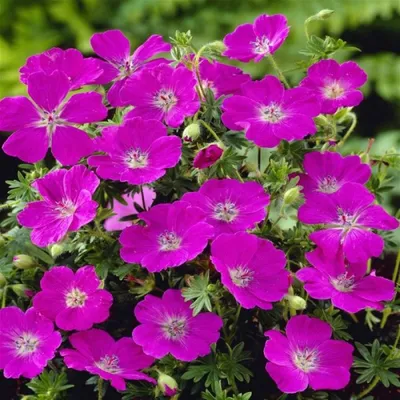 Герань садовая \"Балерина\", Geranium cinereum \"Ballerina\"